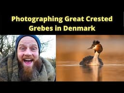 PHOTOGRAPHING GREAT CRESTED GREBES IN DENMARK - BIRD PHOTOGRAPHY TIPS (2021)