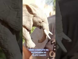 Fazendinha do Felipe Canopf - Animais na Caixa - Um ELEFANTE - #fazendinha  #toyfarming #shorts