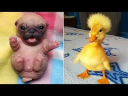 Funniest Animals 2025 😂 Best Funny Cats and Dogs 😻🐶 Part 1 | Cute Baby Dogs