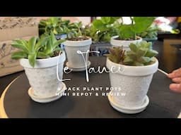 Le Tauci 4 pack of Plant Pots with Saucers Review