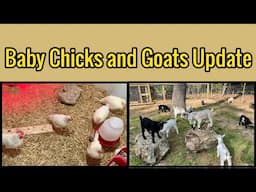 Raising Goats and Chickens