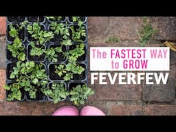 Propagate Feverfew Matricaria from Cuttings for Fast Crop Rotation