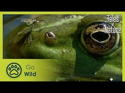 Land of a thousand lakes (La Brenne) | Tales of Nature 8/10 | Go Wild