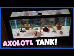 Setting Up A 40 Gallon AXOLOTL TANK!