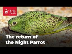 How the Night Parrot is being reintroduced across Australia