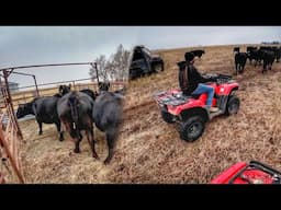 Rounding up the Herd For Preg Checking