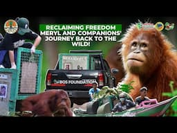 ORANGUTAN MERYL AND FIVE OF HER FRIENDS RECLAIMING FREEDOM