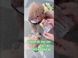 Lucky 81 pet thú cưng, đến đâu bảo mẹ nhé # shorts # funny