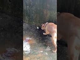 Gentle pit bull discovers a frog for the first time