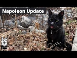 Napoleon Update: Why He Travels Less, Health & More | Adventure Cat