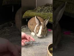 Understanding your rabbit's body language