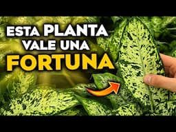 Si TIENES esta PLANTA ¡CUIDALA! VALE ORO en CASA | INCREÍBLES BENEFICIOS de la Dieffenbachia