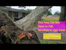 Storm Felled Tree