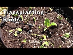 Transplanting Beets and Overcrowding Beets - A Gardening Experiment