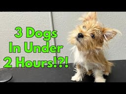 Grooming 3 Dogs In Under 2 Hours