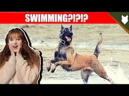 DO BELGIAN MALINOIS LIKE SWIMMING?