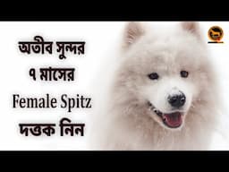 Dog adoption | Indian Spitz adoption | Bengali | QDogS