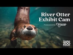 River Otter Exhibit, LIVE | Toledo Zoo