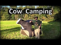 Cow Camping