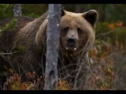 Tom Crosson's Grizzly Bear Attack