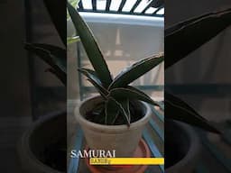 All My Sansevierias!  #Sansevieriasunday #sansevieriaplant #snakeplant