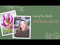 Herb of the Month: Astragalus