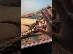 I Taught a Lizard a Language