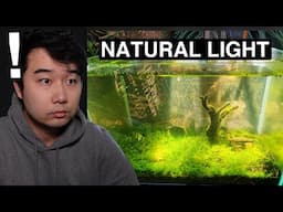 ABANDONED Fish Tank THRIVING in NATURAL SUNLIGHT | Fish Tank Review 289