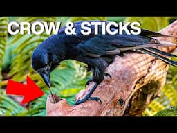 Do Crows Really Use Sticks to Hunt? Revealed!