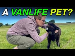 YOU SAY WE NEED A PET - VANLIFE WALES