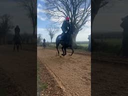 Horses on the gallops ❤️ #horse #horseracing #racingtv #sport #britishhorseracing