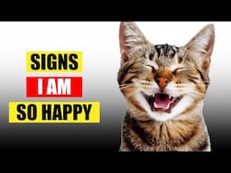 16 Signs Your Cat is Happy and Healthy