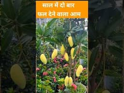 साल में दो बार फल देने वाले आम का वीडियो | Two Time mango Plant