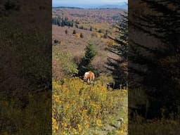 Crest Trail in Mount Rogers NRA #beautifulplaces