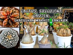 Cactus, Succulent & Caudex at Chatuchak Market, Bangkok (1 of 4)