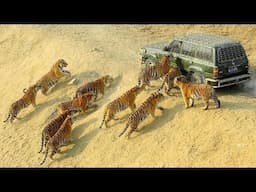 Incredible moments captured by cameras - Wild Animals