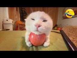 Funny Dogs And Cats Videos 2024 😅 - Best Funniest Animal Videos Of The week Part 28