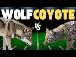 Wolf Vs Coyote (Which team are YOU on?)