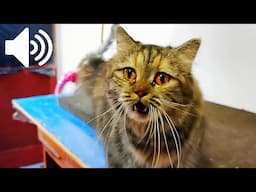 1 Hour | ASMR -  Female Cat In Heat Meowing Mate Calling - PRANK YOUR PETS