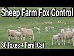 Sheep Farm Fox Control || 30 FOXES + FERAL CAT