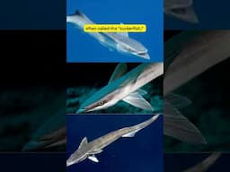 #remora #fish #ocean #facts #shortvideo #viralshort #education #learning