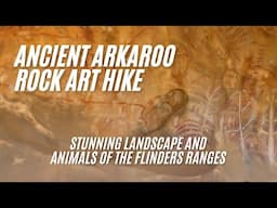 Ancient Arkaroo Rock Hike and the Stunning Landscape and Animals of the Flinders Ranges