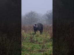 Embracing the winter farm fog - it creates some beautiful, ethereal scenes on my wilded Suffolk farm