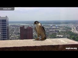 Chesapeake Conservancy Peregrine Falcon | Highlights 2024