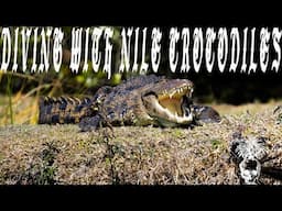 Diving With Nile Crocodiles In Botswana's Okovango Delta