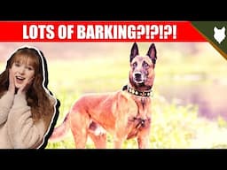 DO BELGIAN MALINOIS BARK ALOT?