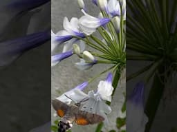 Semillas de agapanthus "fiore dell'amore"