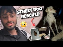 Street Dog Puppies Rescued 🙂 | Nitish lifestyle