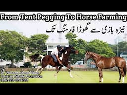 A Journey From Tent Pegging To Horse Farming | All Tips About Horse Farming And Tent Pegging