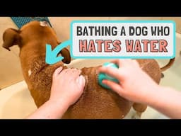 How to Bathe a Dog That HATES Water!